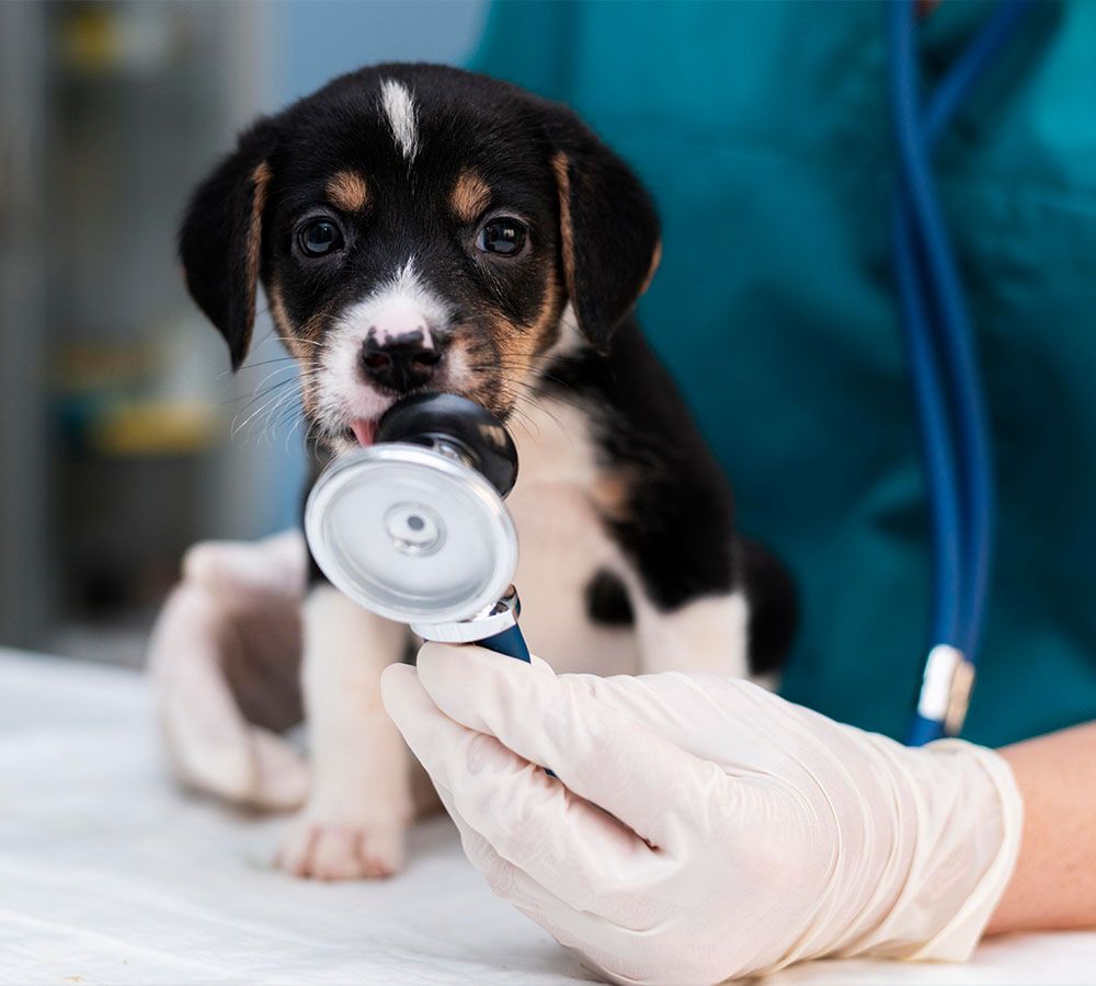 veterinarian taking care of cute dog