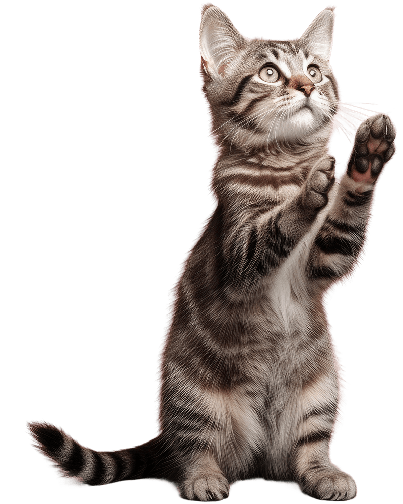 Full body image of a cat in a playful stance, isolated on a transparent background