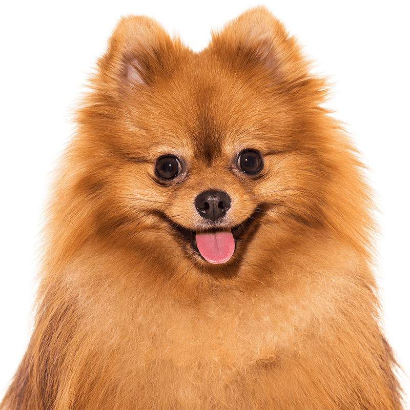 cute spitz dog smiling