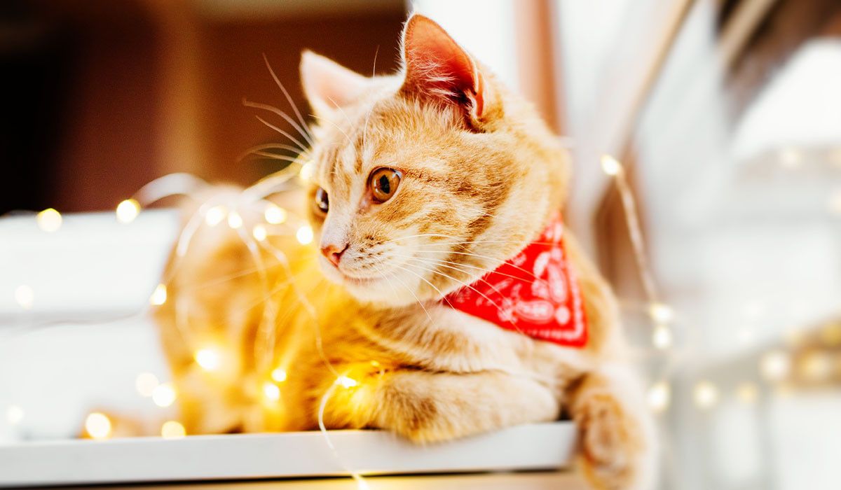 gato-tierno-luces-de-navidad-consejos-de-seguridad-festiva