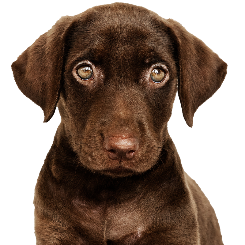 brown dog